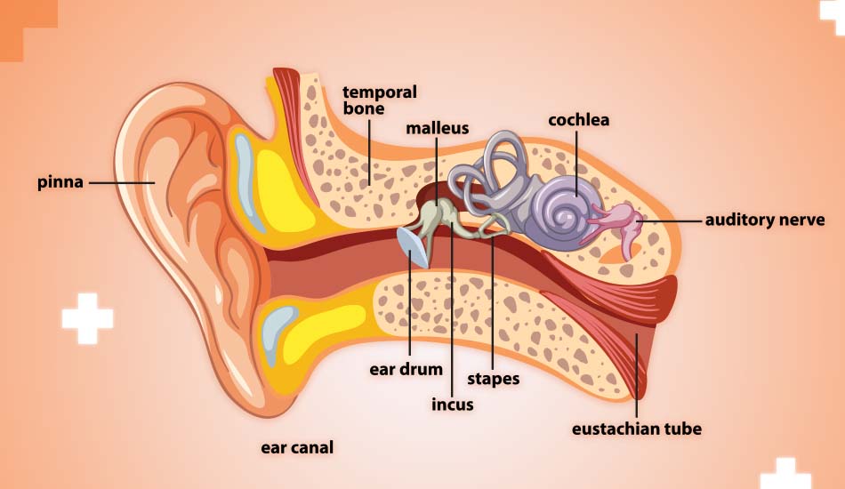 Ear Drum Repair Made Easy: Understanding Tympanoplasty
